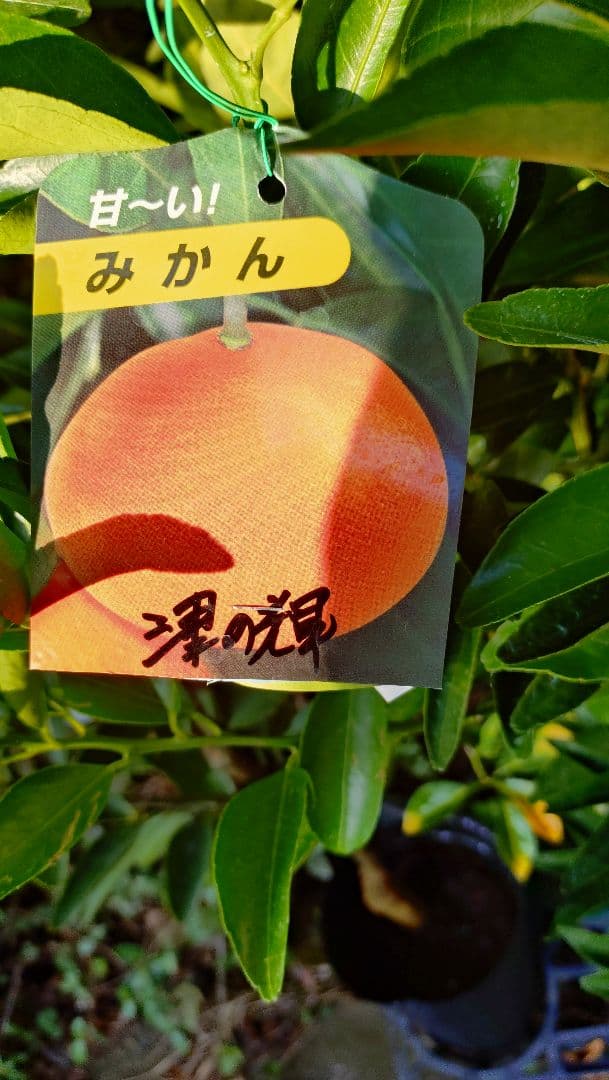 大人気企画！「津の輝３年生」＆（バリエーション変更可）セット