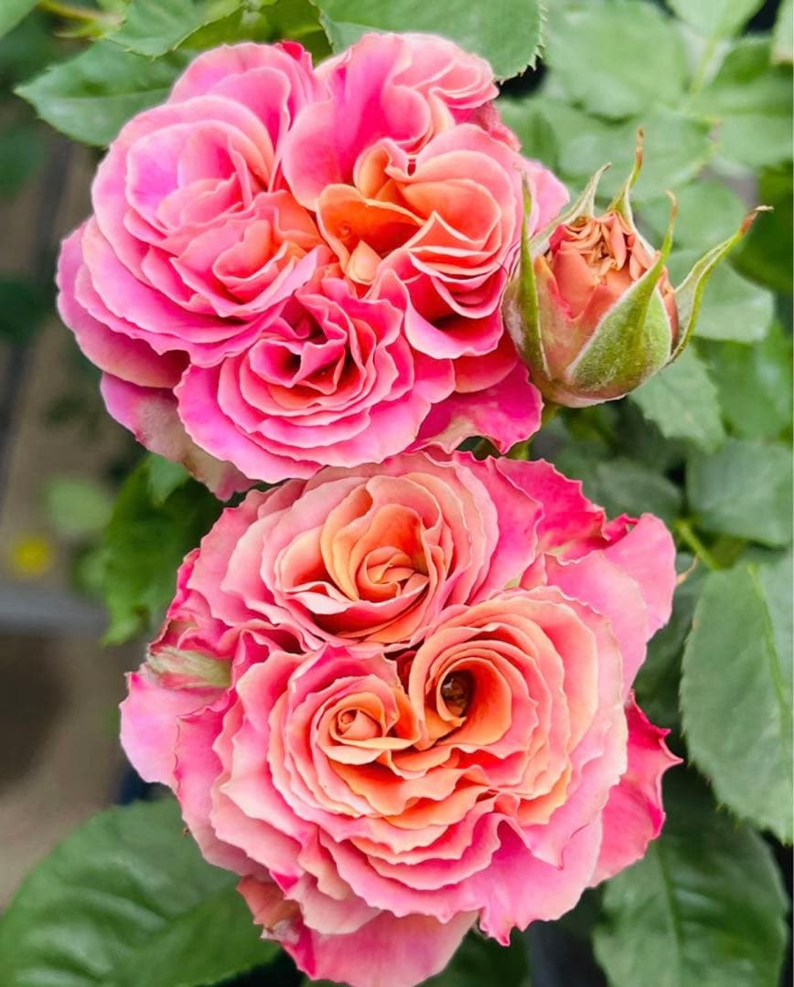 期間限定セール！１株限定！接木株　二年生株　廃盤のバラ苗