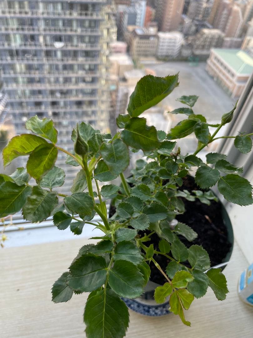 期間限定セール！１株限定！接木株　二年生株　廃盤のバラ苗