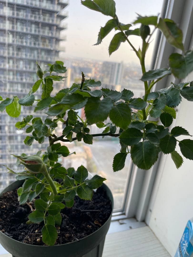 期間限定セール！１株限定！接木株　二年生株　廃盤のバラ苗