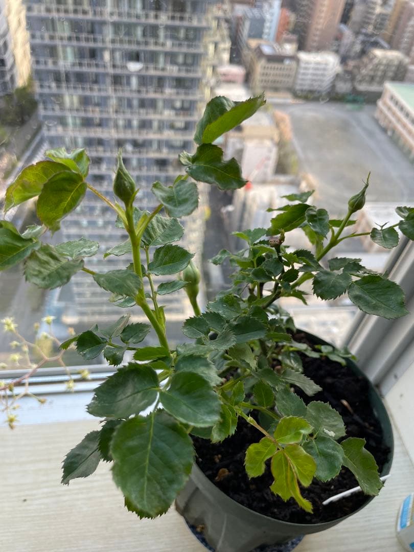 期間限定セール！１株限定！接木株　二年生株　廃盤のバラ苗