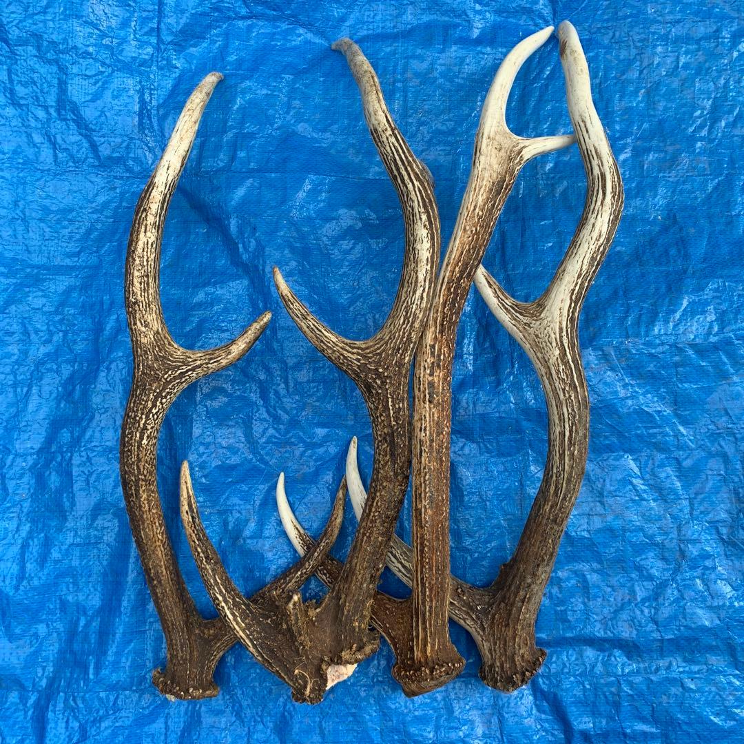 No.2055『鹿角4本セット』鹿の角　エゾ鹿　鹿角　蝦夷鹿