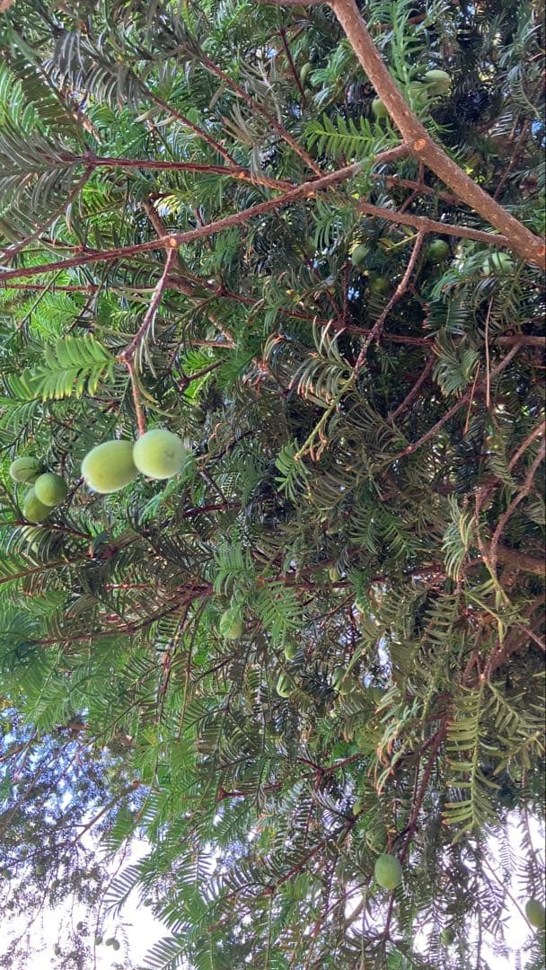 樹齢600年 榧の実（かやの実） 2025年産 1kg アク抜き済み