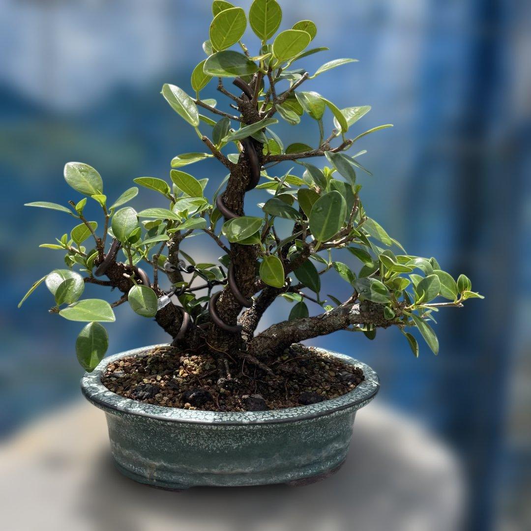 美しい盆栽 株立小葉ガジュマル