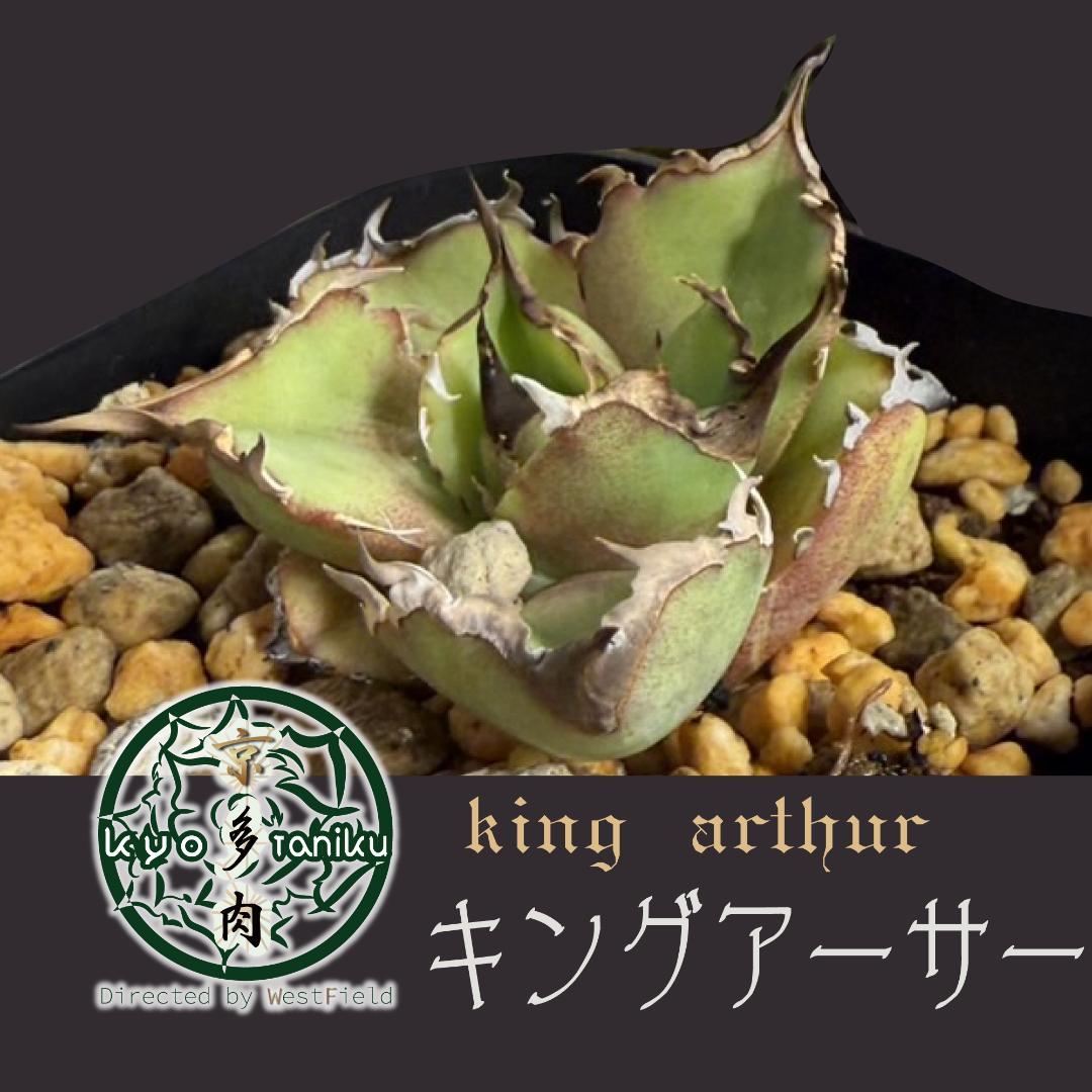 【匿名配送】発根済　アガベ チタノタ キングアーサー 亞瑟王