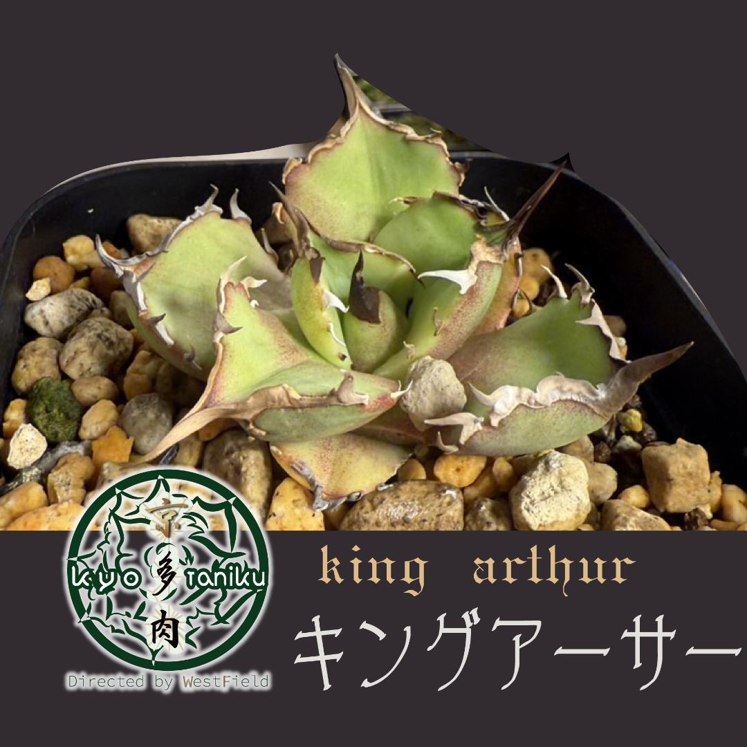 【匿名配送】発根済　アガベ チタノタ キングアーサー 亞瑟王
