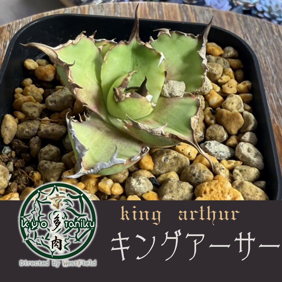 【匿名配送】発根済　アガベ チタノタ キングアーサー 亞瑟王