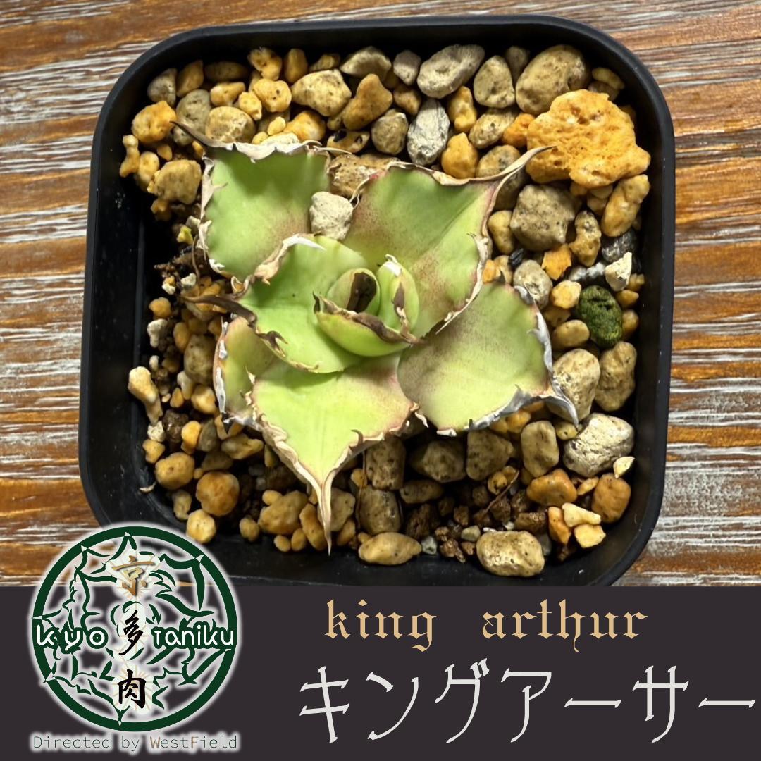 【匿名配送】発根済　アガベ チタノタ キングアーサー 亞瑟王