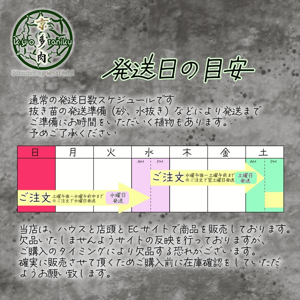 【匿名配送】発根済　アガベ チタノタ キングアーサー 亞瑟王