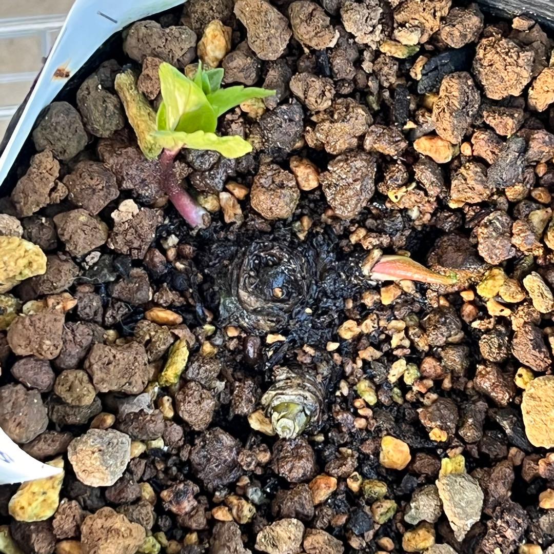 トコシエコウの花畑　ポット発送❤️セール❤️848【Ashwood】