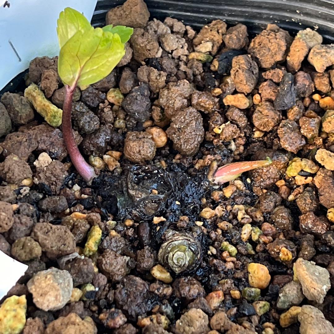 トコシエコウの花畑　ポット発送❤️セール❤️848【Ashwood】