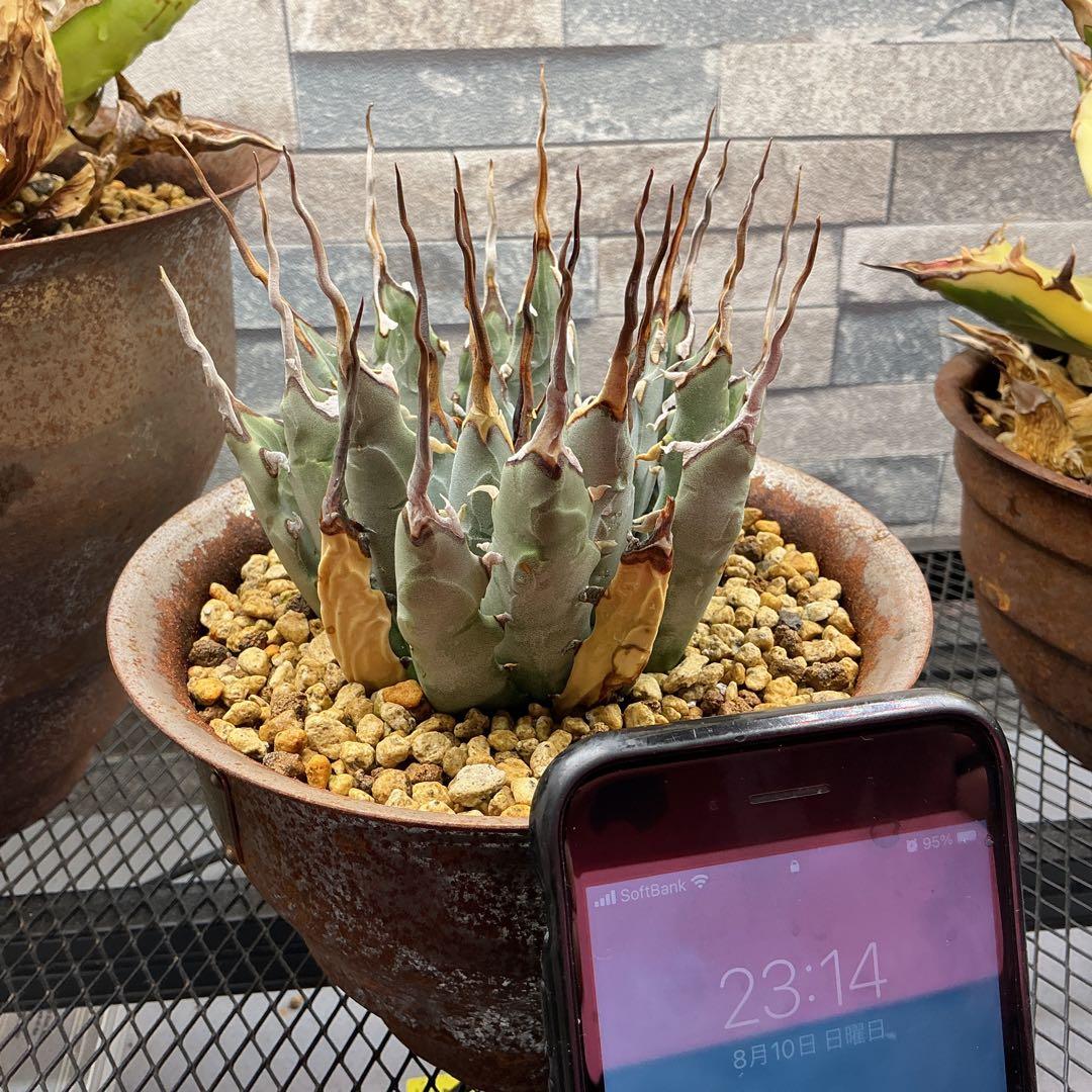 M&M MASSES 鉢付き　陽炎 ユタエンシス エボリスピナ