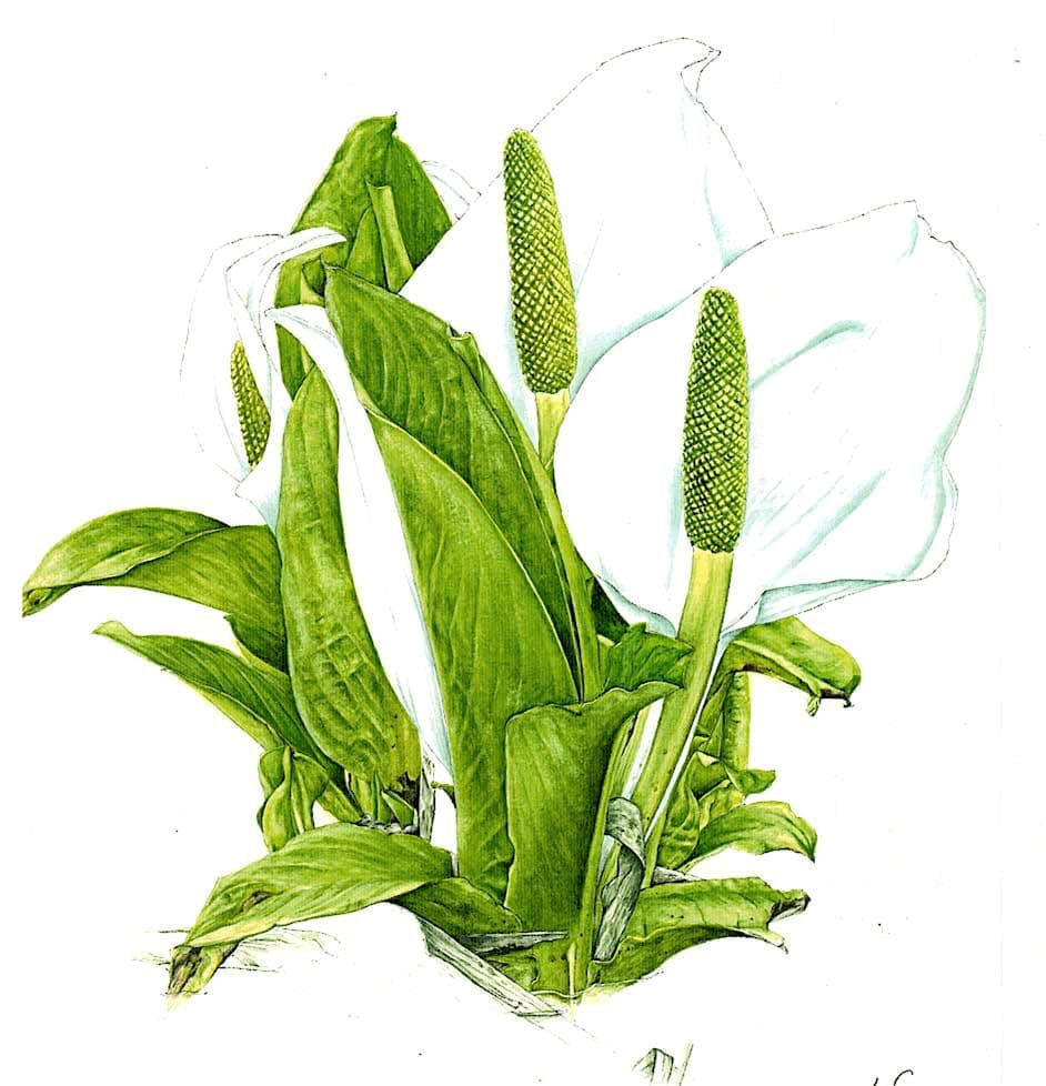 82000円値引き！超細密肉筆植物画・ミズバショウ(水芭蕉)