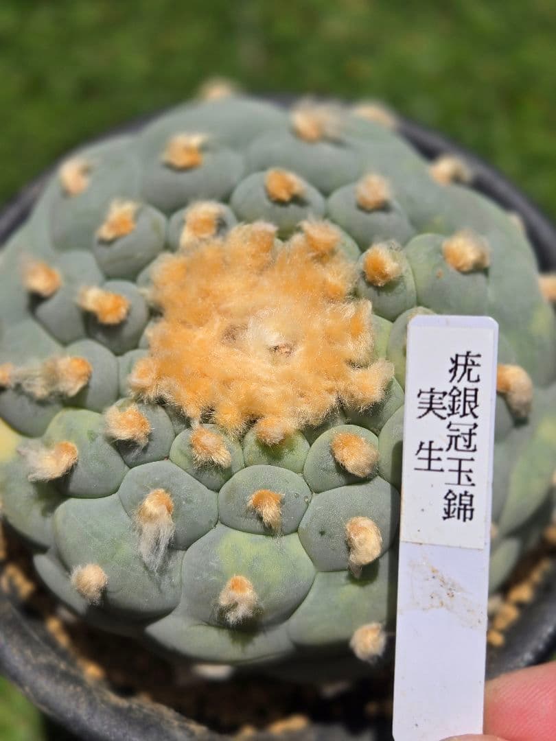 疣銀冠玉錦-実生