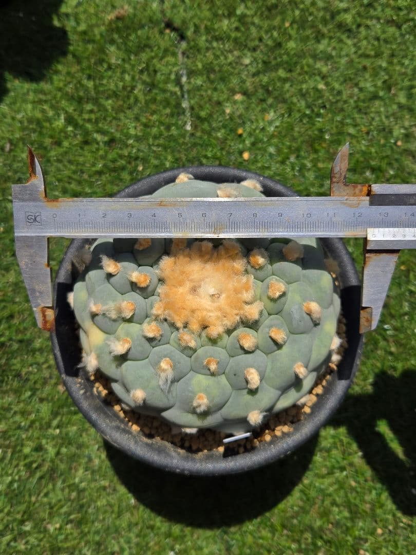 疣銀冠玉錦-実生