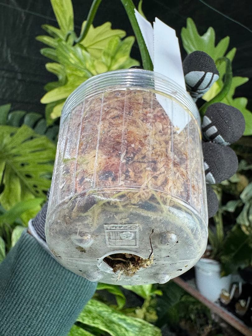 2 フィロデンドロン　キティナ　健康カット苗