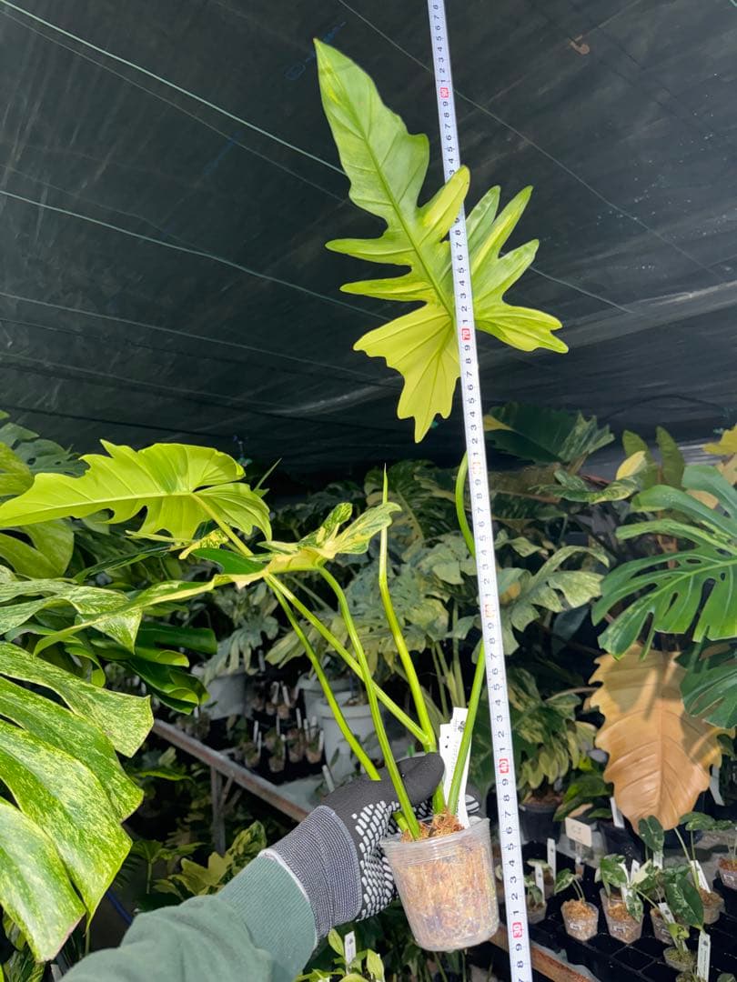 2 フィロデンドロン　キティナ　健康カット苗