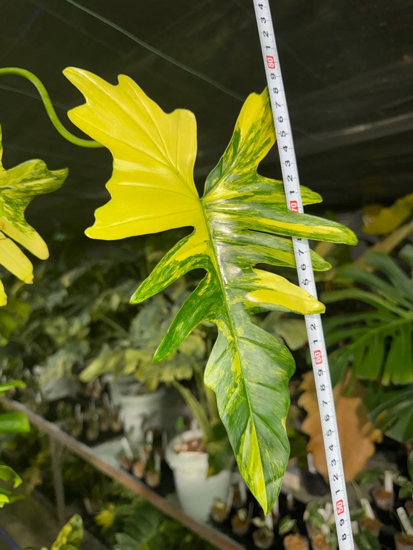 2 フィロデンドロン　キティナ　健康カット苗