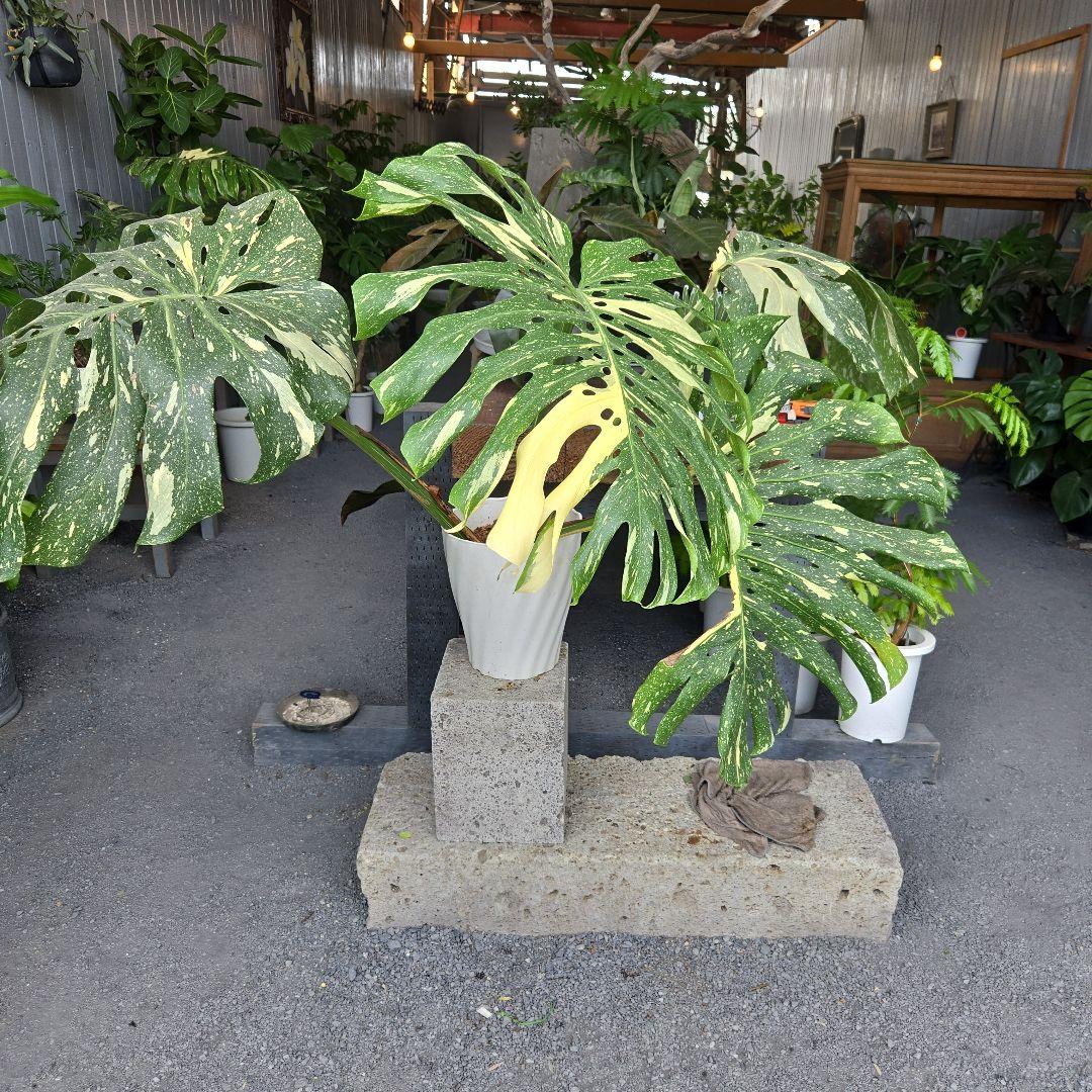 ⑯　モンステラ　斑入り　イエローモンスター特大苗木最高等級極上品‼️