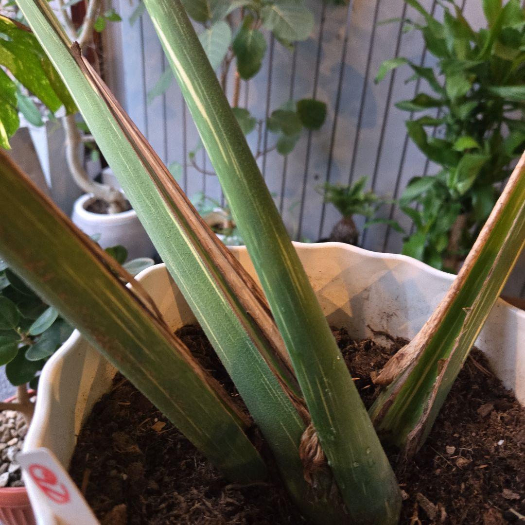 ⑯　モンステラ　斑入り　イエローモンスター特大苗木最高等級極上品‼️