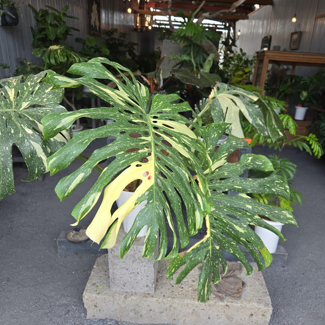 ⑯　モンステラ　斑入り　イエローモンスター特大苗木最高等級極上品‼️