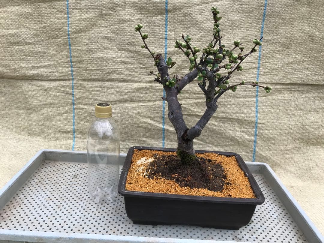 木瓜(ボケ)・放春花 彩の星 角鉢(咲分け保証品)③