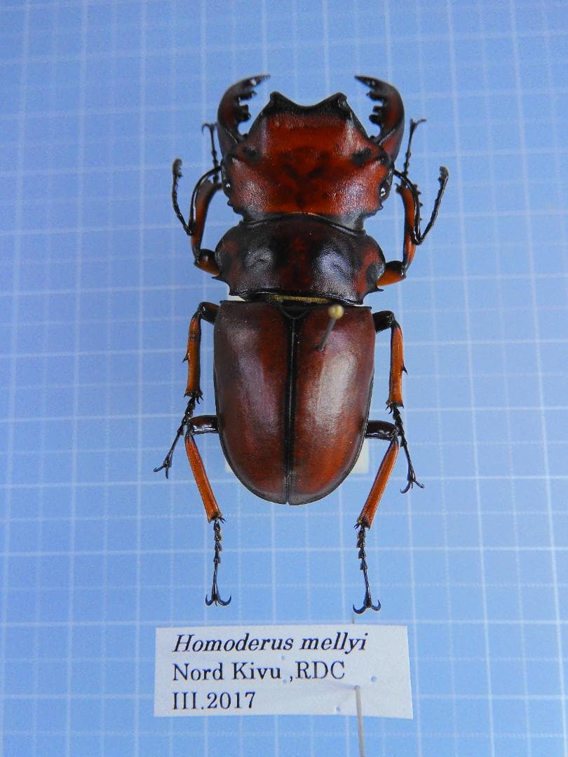 メンガタクワガタ　超特大　　51mm