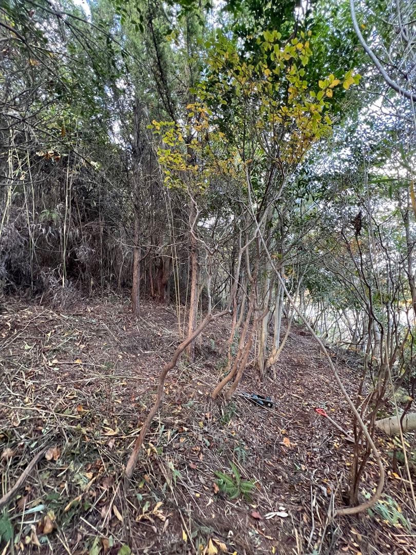 現品　ミツバツツジ　極上　自然樹形　特大苗　2.5mほど　山採り