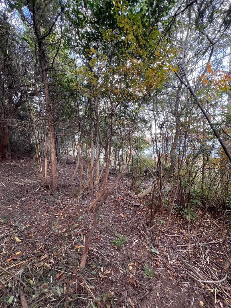 現品　ミツバツツジ　極上　自然樹形　特大苗　2.5mほど　山採り