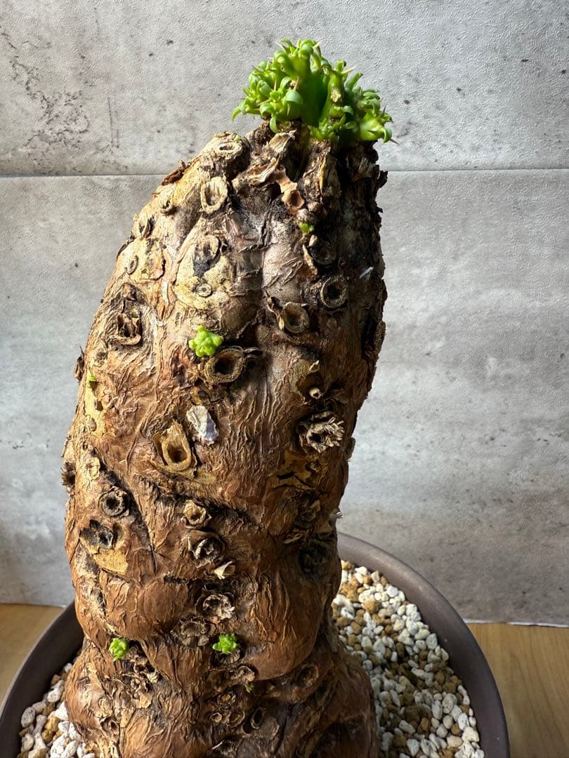 ユーフォルビア　ムランジーナ