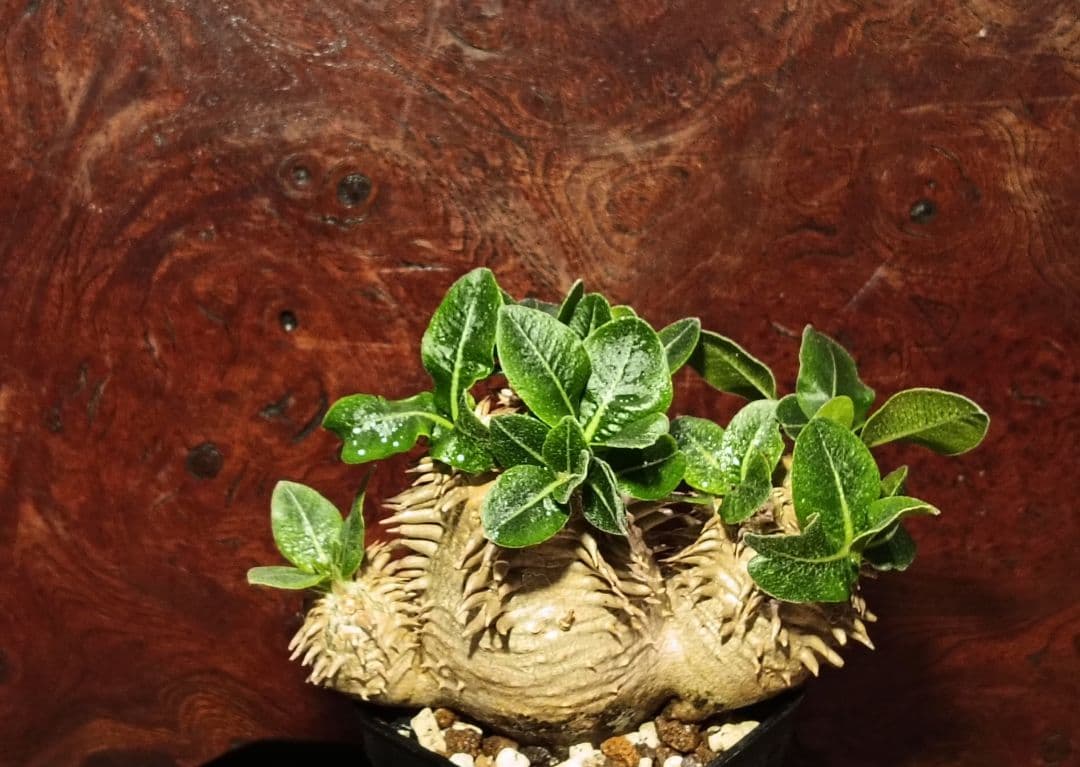 パキポディウム　獅子大黒　タッキー　獅子葉