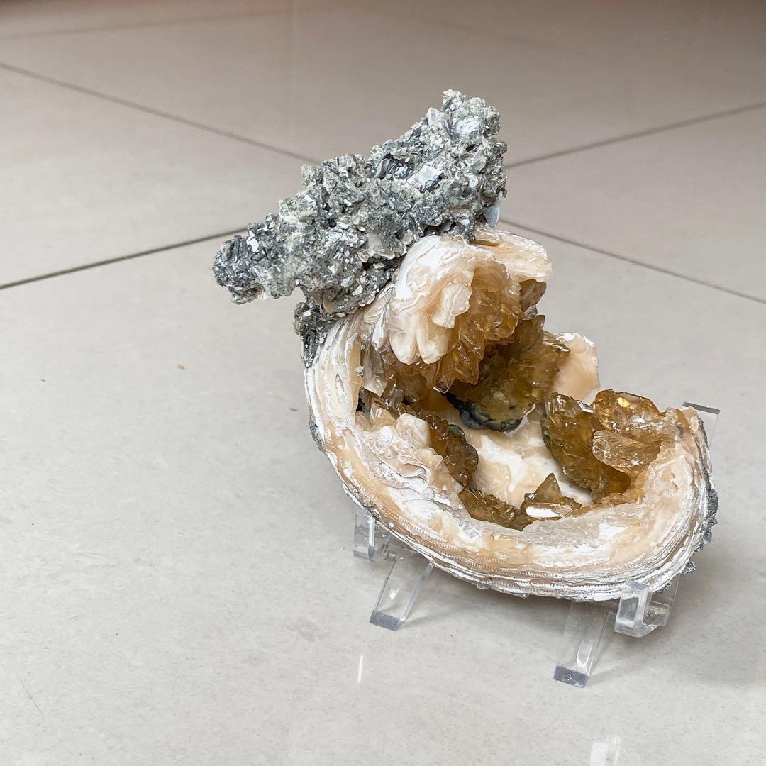 カルサイト　貝化石 鉱物