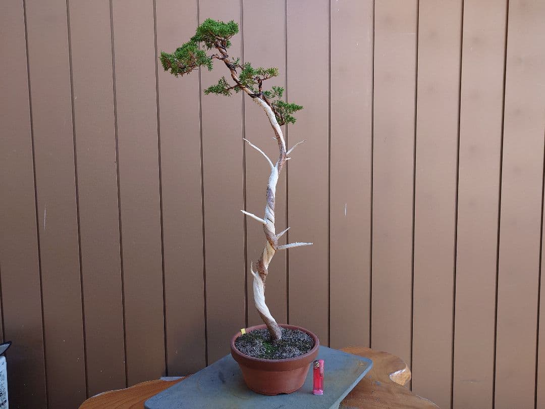 盆栽　糸魚川真柏　樹高80cm