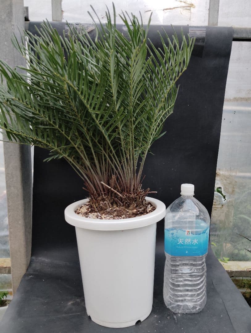 ザミア　フロリダーナ　４頭