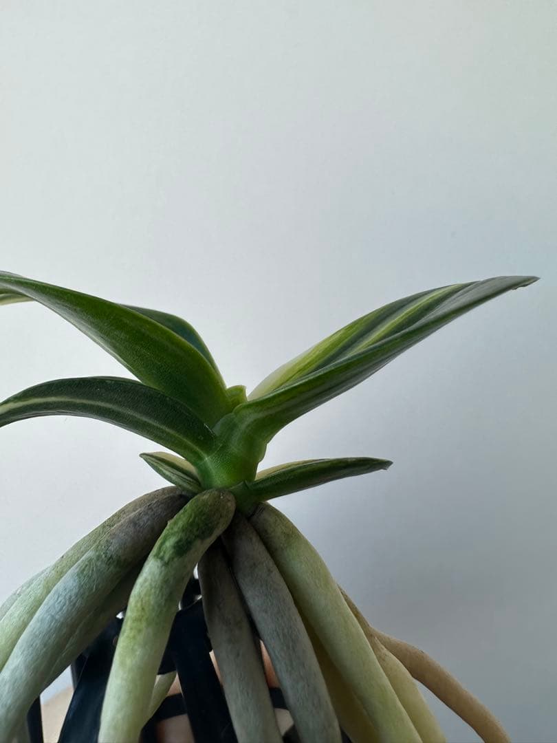 【 名護蘭 】明丸縞　360