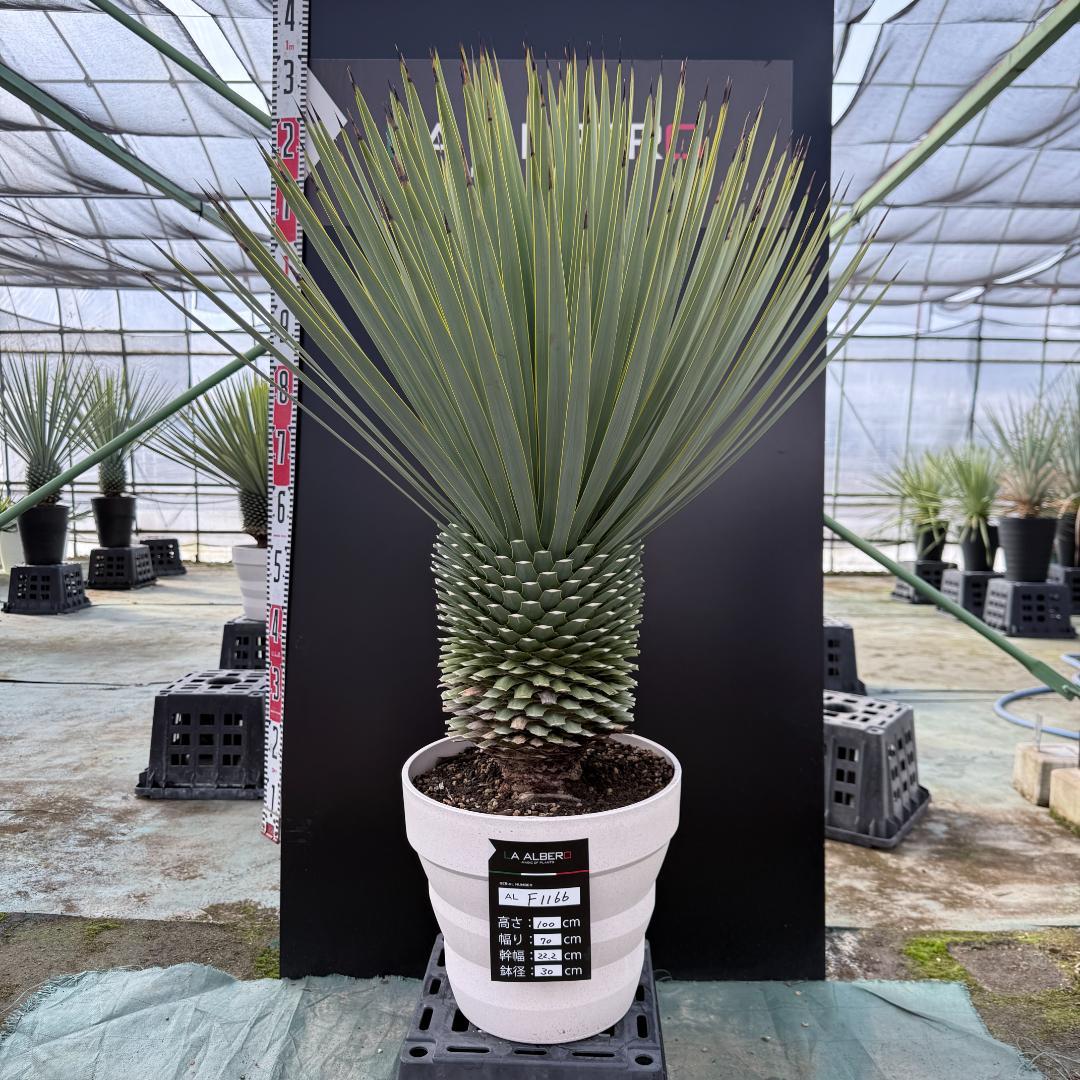 【AL-F1166】ユッカロストラータ　ホワイト個体