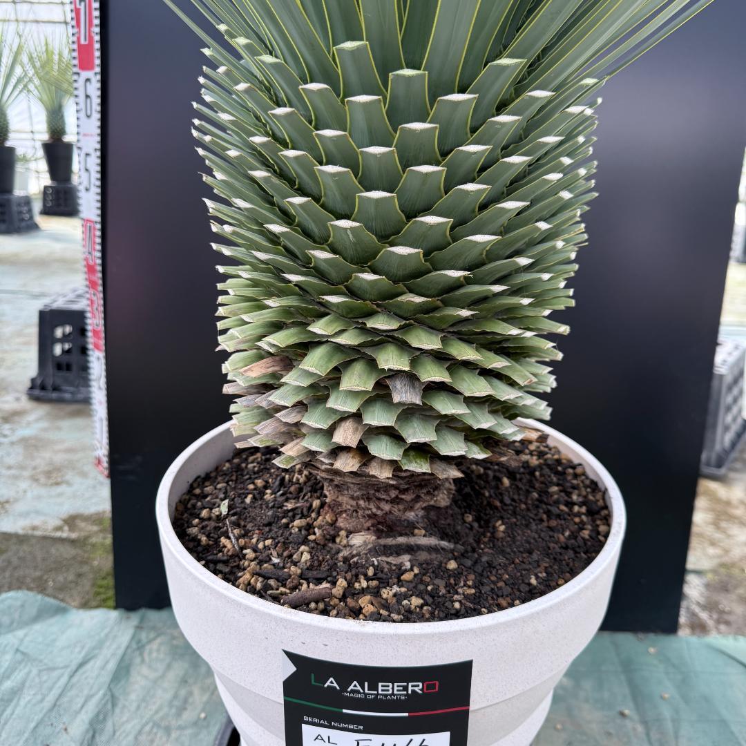 【AL-F1166】ユッカロストラータ　ホワイト個体