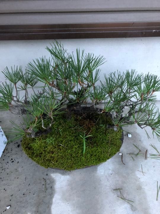 黒松 盆栽