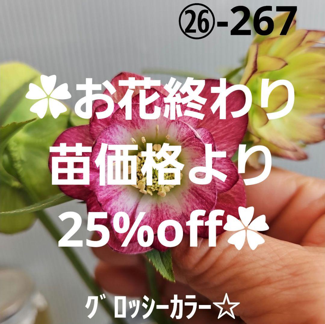 ㉖-267クリスマスローズ