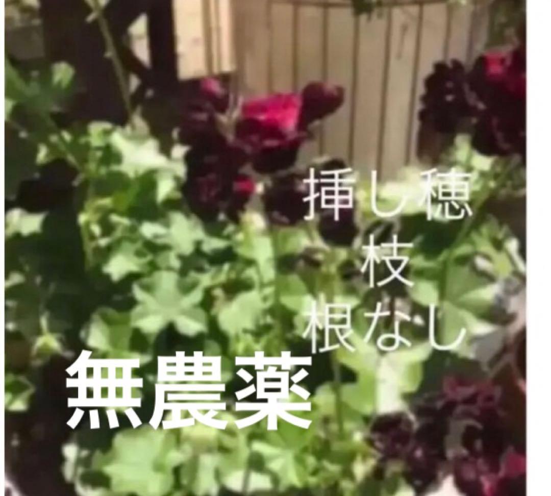 (ᵔᴥᵔ)挿し穂♡希少♡大人可愛い♡