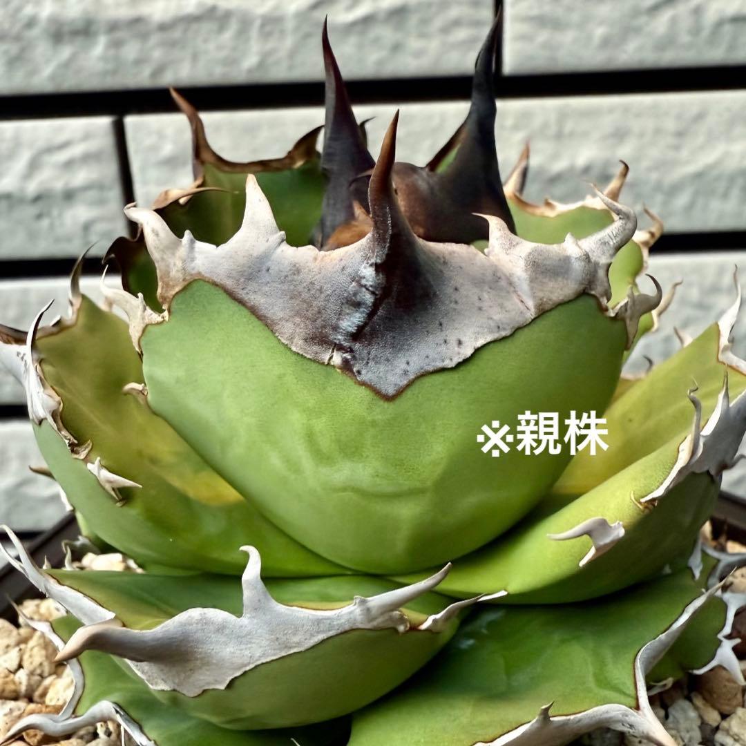アガベ　チタノタ dennis040 ③ 【限定値下げ】