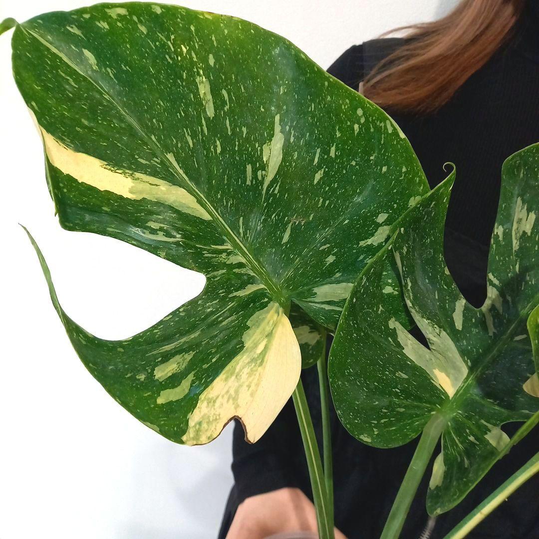 超絶希少 モンステラ デリシオーサ メデューサ