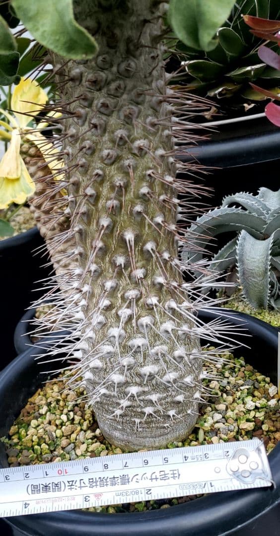 パキポディウム　ナマクワナム　光　堂