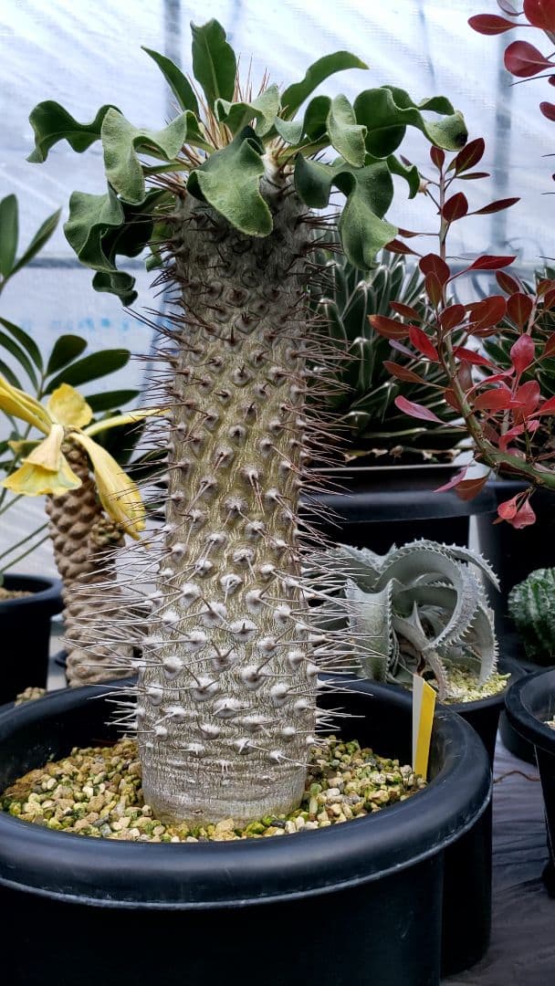 パキポディウム　ナマクワナム　光　堂