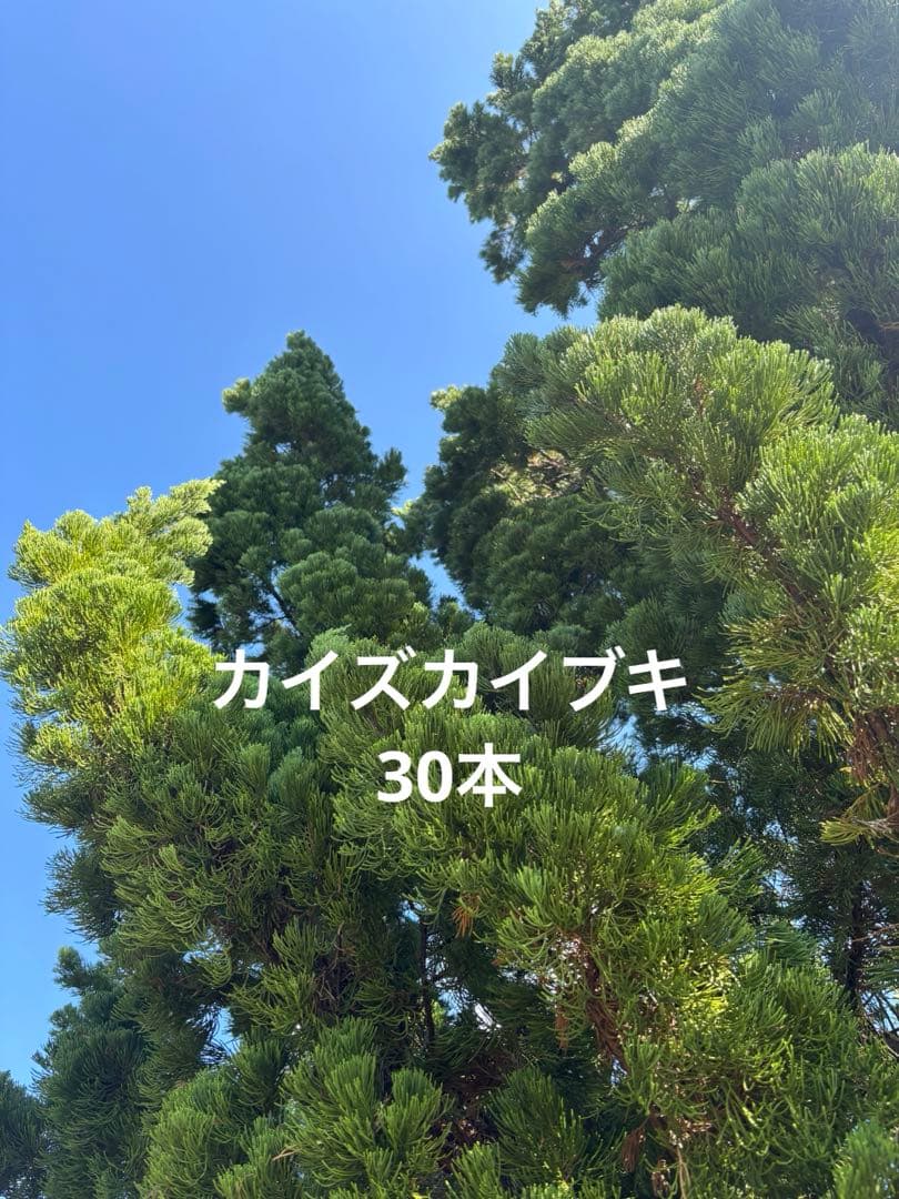 カイズカイブキ　　クリスマスリース　リース