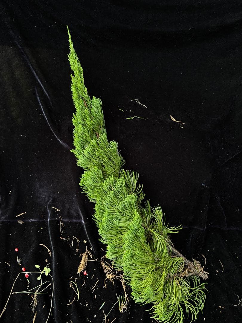 カイズカイブキ　　クリスマスリース　リース