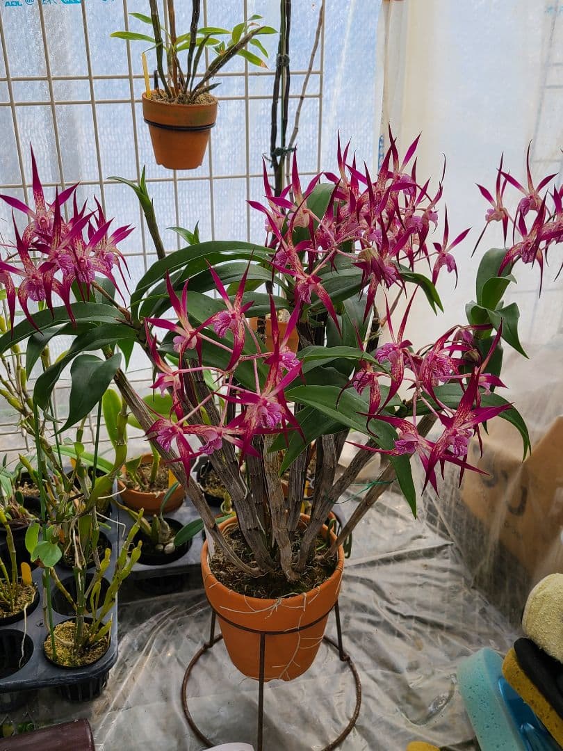 洋蘭　Den.MaroonStar'Cavalier'