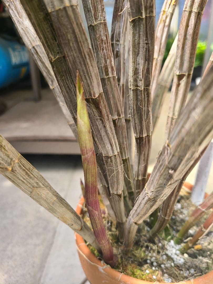 洋蘭　Den.MaroonStar'Cavalier'