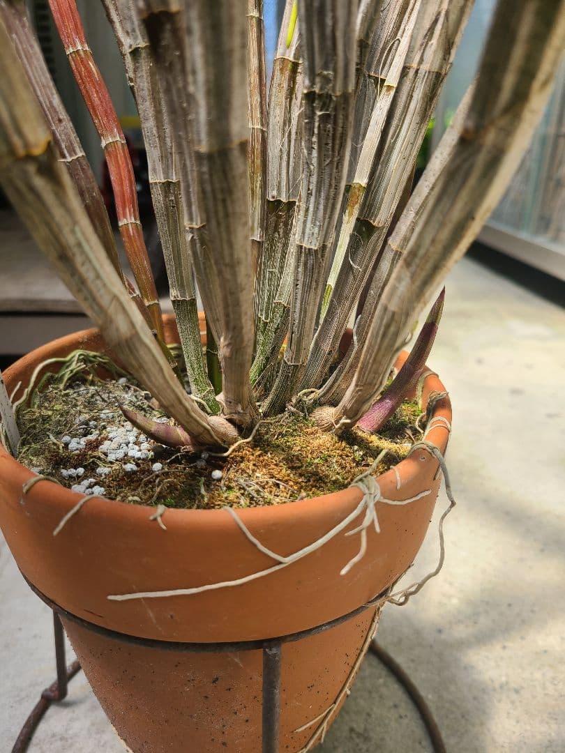 洋蘭　Den.MaroonStar'Cavalier'