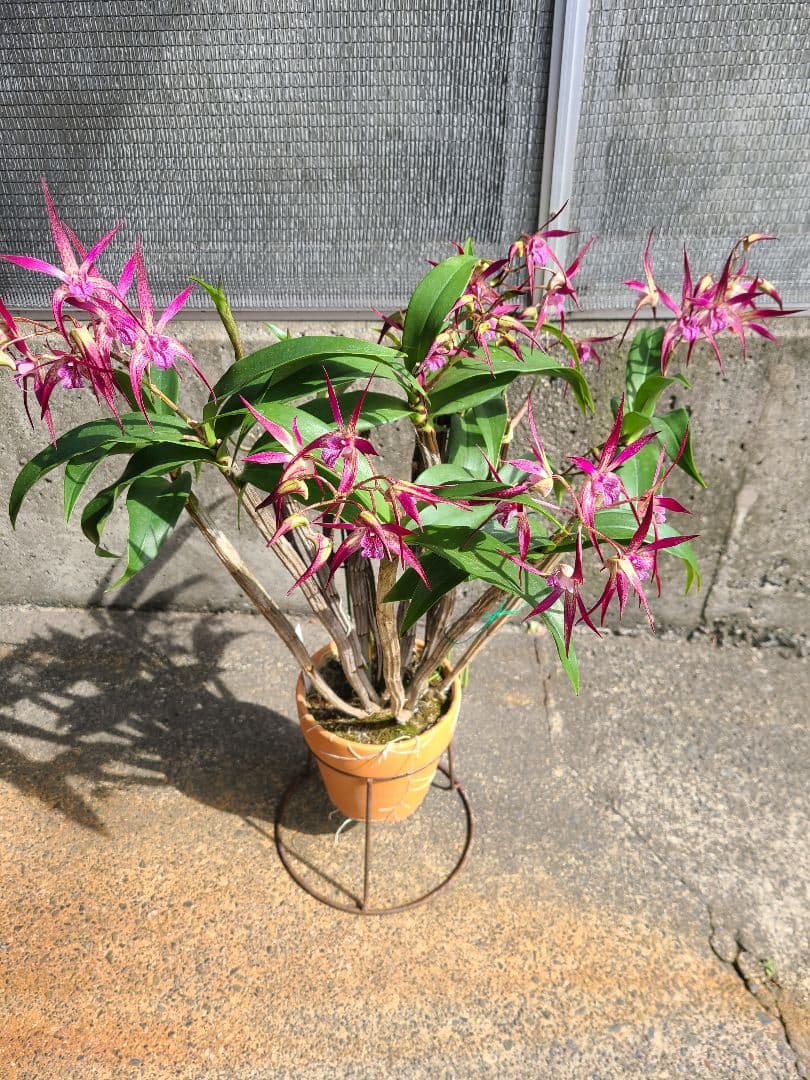 洋蘭　Den.MaroonStar'Cavalier'